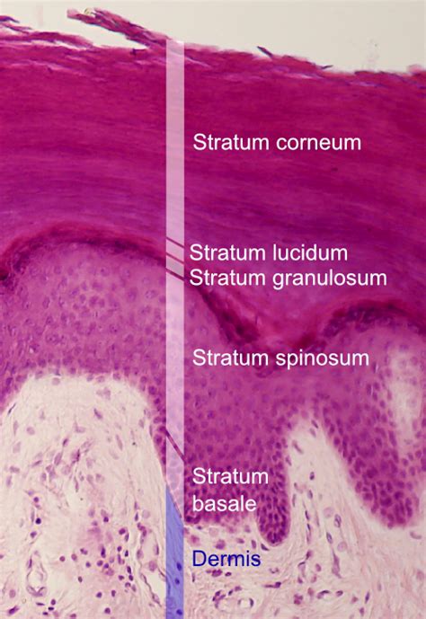 where is stratum corneum found